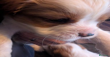 Cavalier King Charles Spaniel dogs Adorable Puppies only two left Looking for Homes! - Advert 9