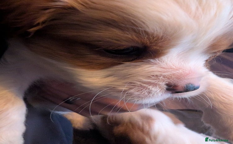 Cavalier King Charles Spaniel dogs Adorable Puppies only two left Looking for Homes! - Advert 4