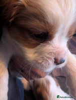 Cavalier King Charles Spaniel dogs Adorable Puppies only two left Looking for Homes! - Advert 9