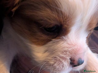 Cavalier King Charles Spaniel dogs Adorable Puppies only two left Looking for Homes! - Advert 15