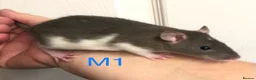Rat rodents for sale: Beautiful tame fancy rats - Advert 13