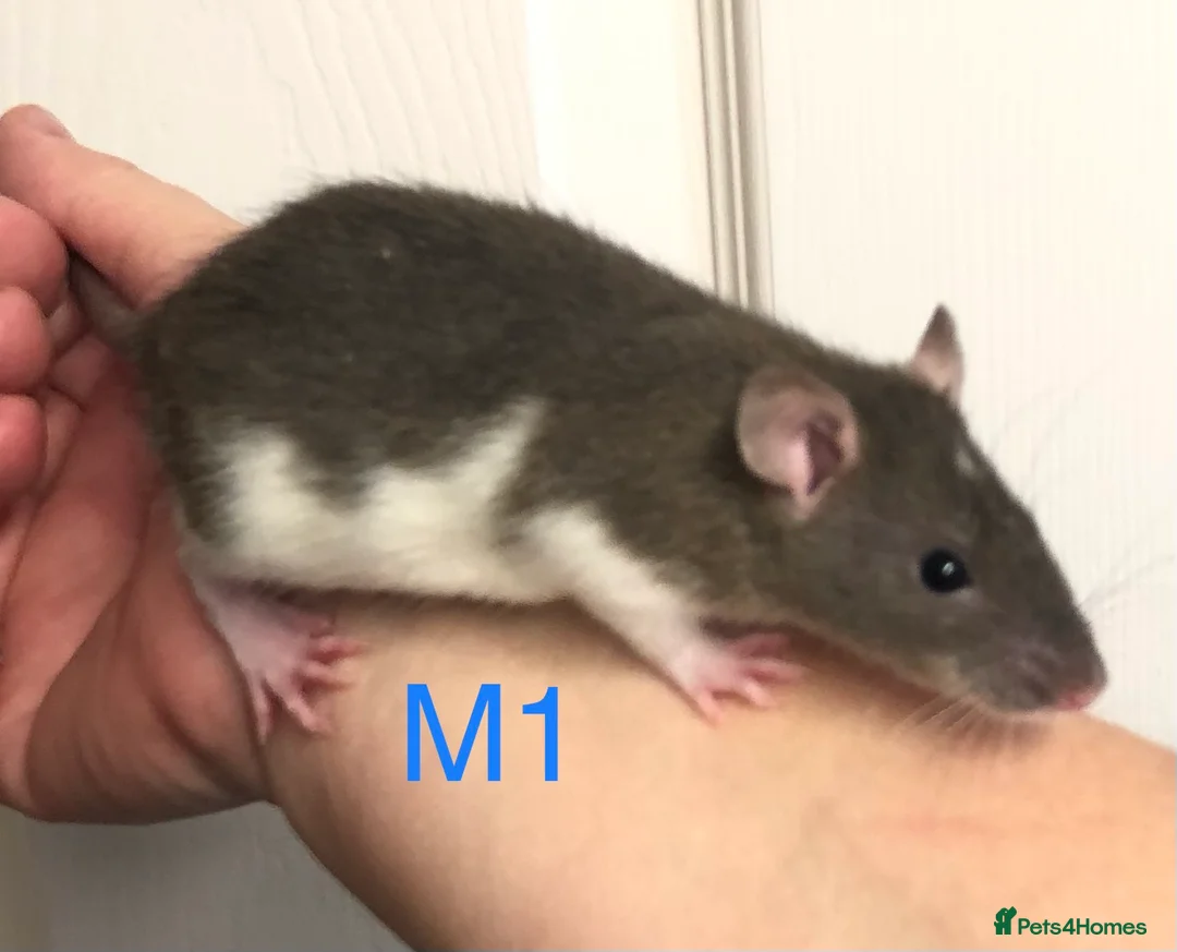 Rat rodents for sale: Beautiful tame fancy rats - Advert 13