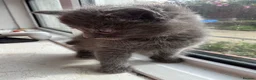Ragdoll cats for sale: Kittens  - Advert 8