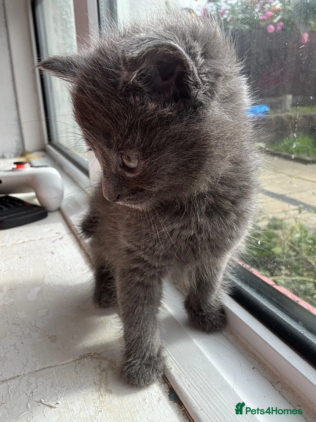 Ragdoll cats for sale: Kittens  - Advert 8