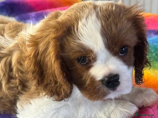 Cavalier King Charles Spaniel dogs - Advert 1