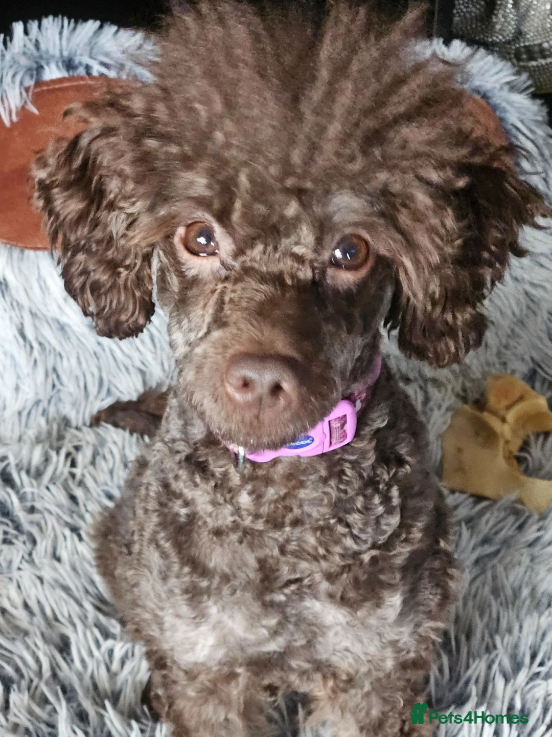 Toy Poodle dogs for sale: Toy poodle puppies  in Manchester - Advert 2