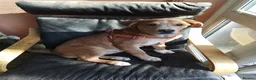 Mixed Breed dogs for sale: Mastiff for sale  - Advert 5