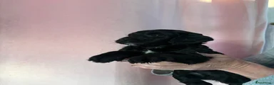 Cockapoo 5