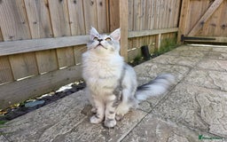 Maine Coon cats for sale: Affectionate & Handsome Purebred Maine Coon Boy  - Image 4