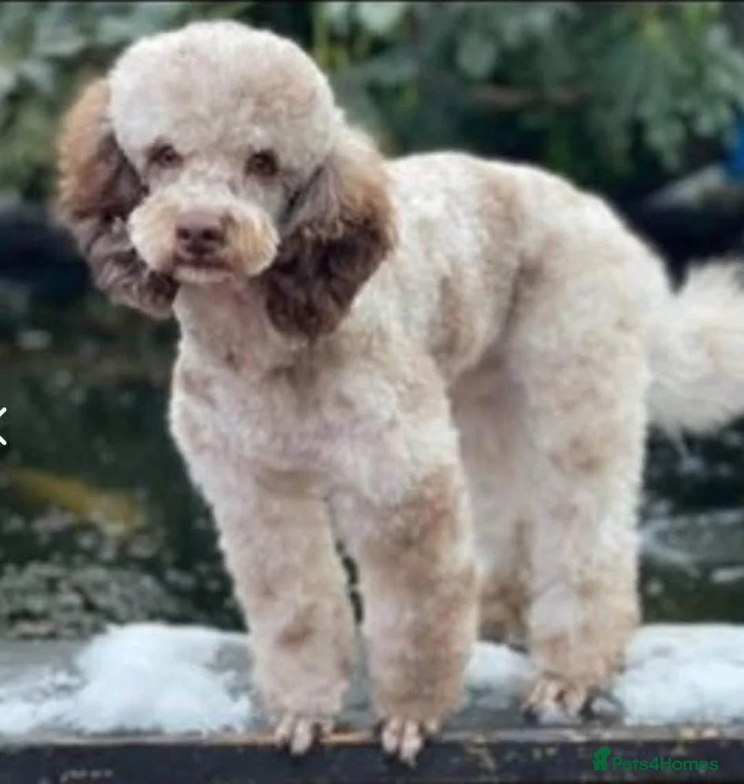 Cockapoo dogs for sale: Stunning cockapoo🖤🖤 - Advert 3