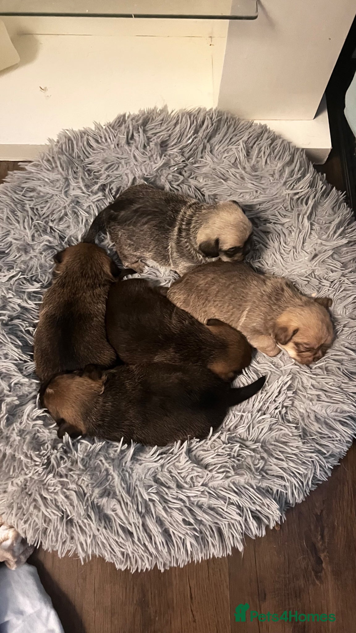 Mixed Breed dogs 3 beautiful shiranian cross pug puppies for sale.  - Advert 1