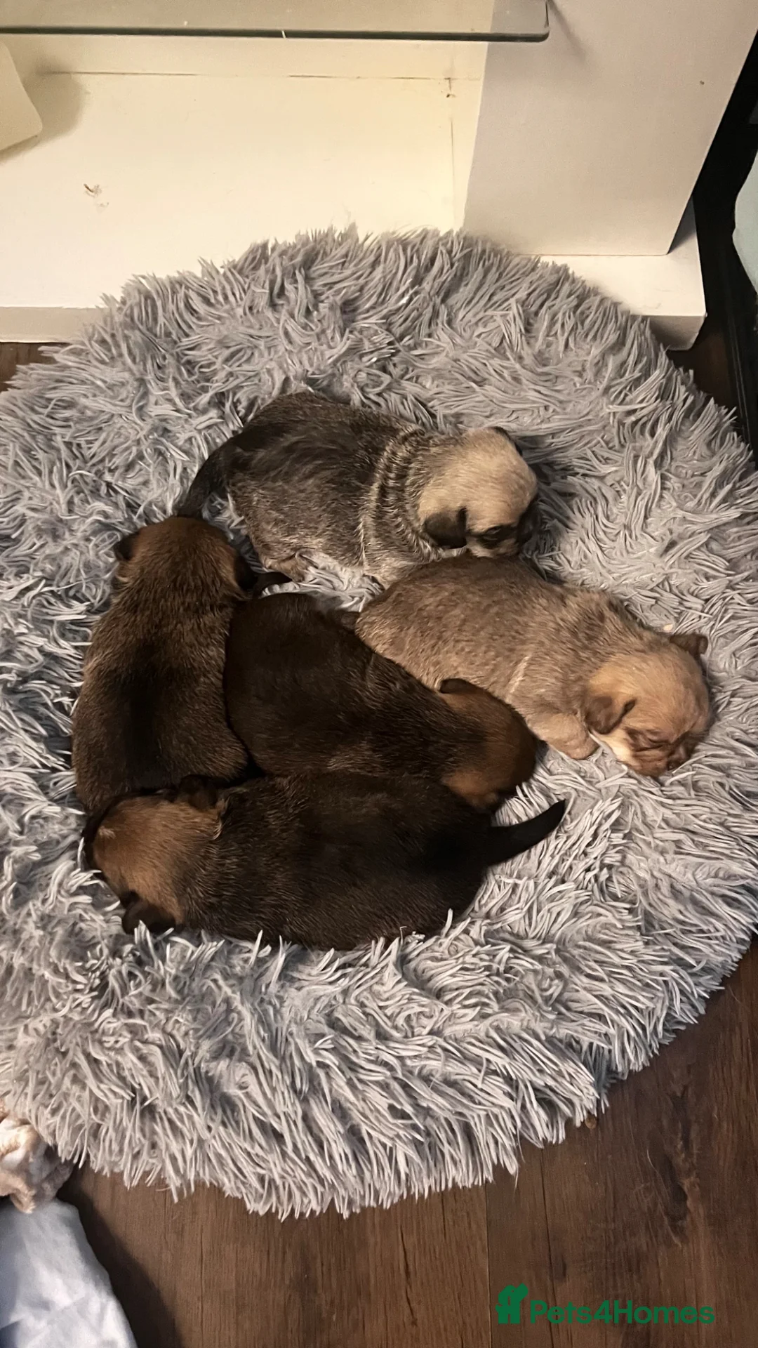Mixed Breed dogs for sale: 3 beautiful shiranian cross pug puppies for sale.  - Advert 1