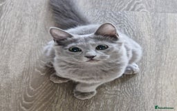 Nebelung cats for sale: Pedigree Nebelung boy kitten  - Image 4