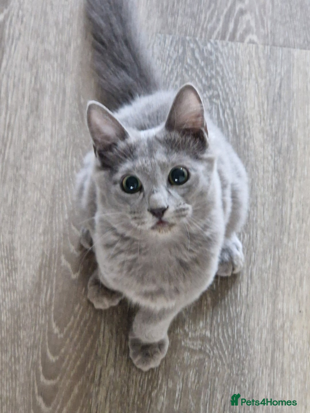 Nebelung cats for sale: Pedigree Nebelung boy kitten  - Image 4