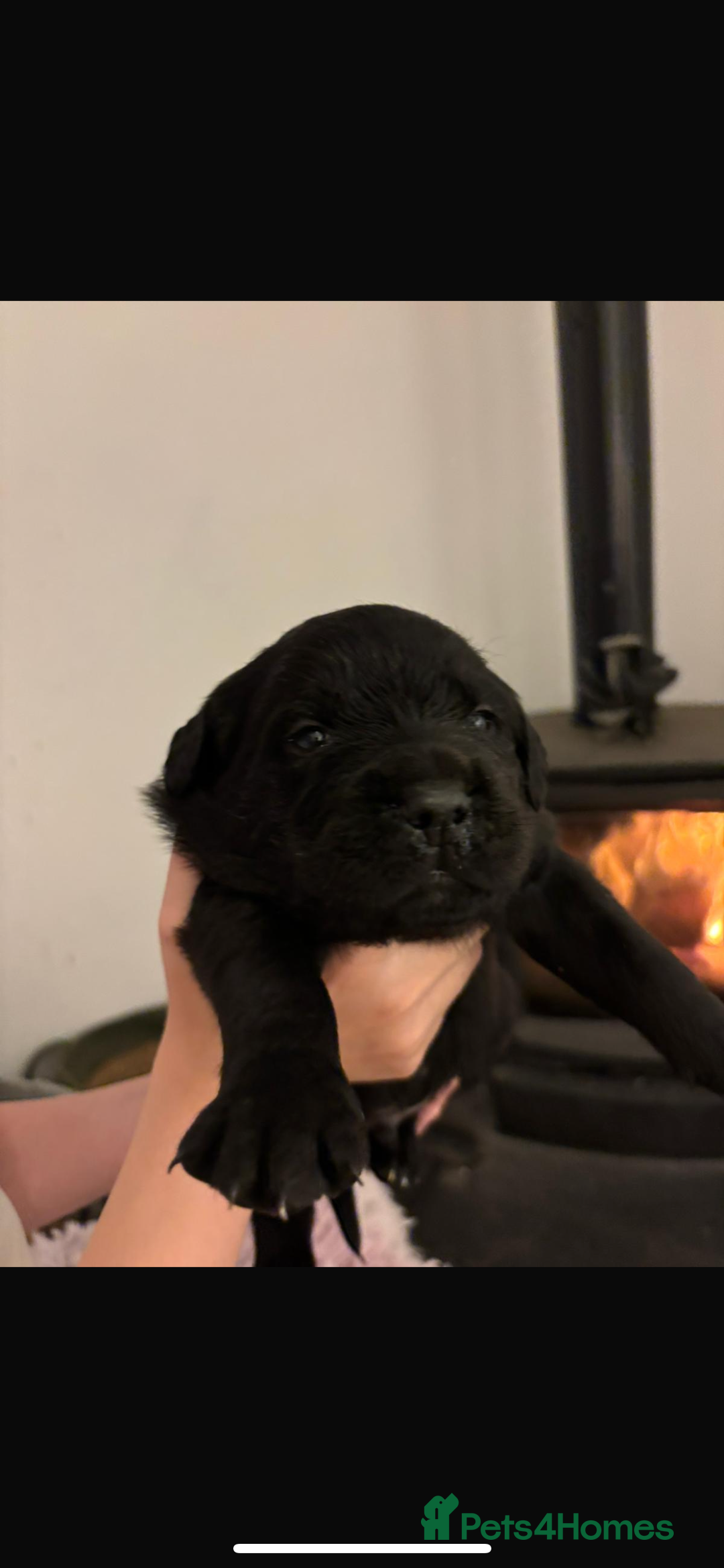 Mixed Breed dogs for sale: Rottie x golden retriever  - Advert 4