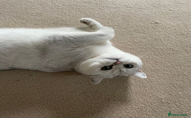 British Shorthair cats - Advert 3