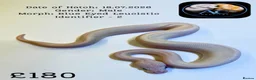 Python Snake reptiles for sale: Ball Pythons for Sale - Advert 4
