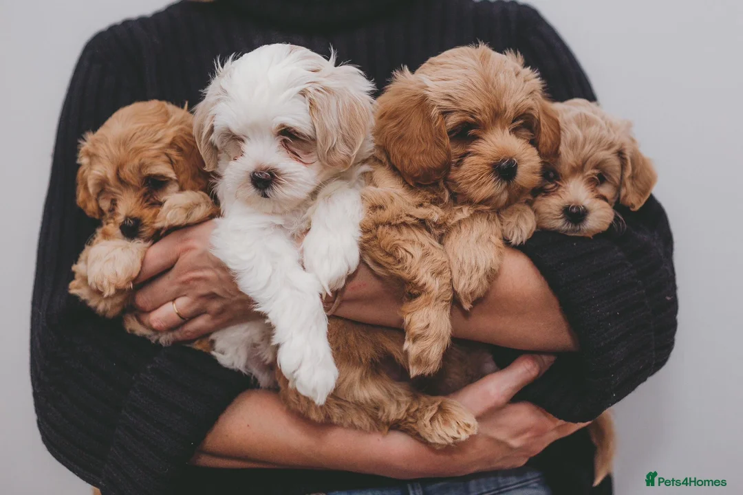 Maltipoo dogs for stud: Maltipoo Stud in Trowbridge - Advert 7