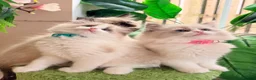 Ragdoll cats for sale: Stunning  Champion lines Ragdoll kittens  - Advert 8
