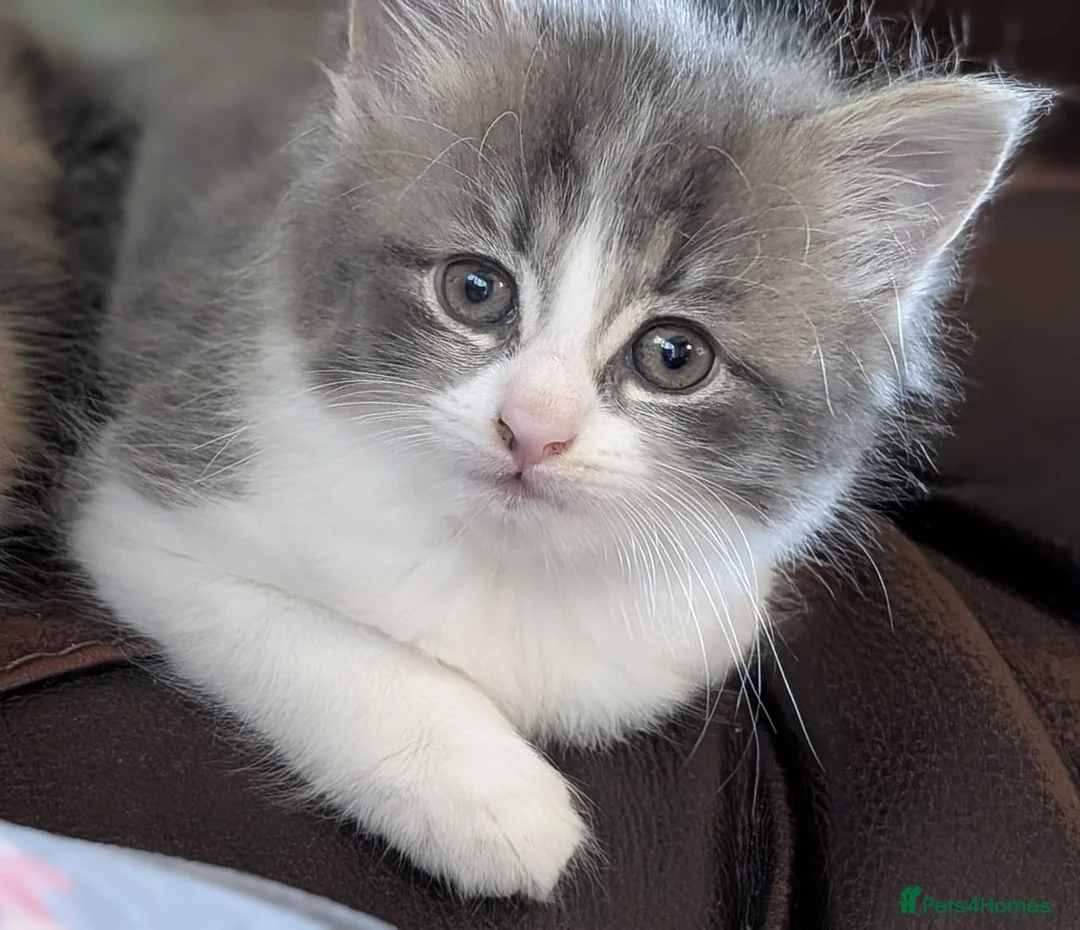 Mixed Breed cats for sale: Domestic short hair x Main coon - Advert 26
