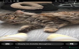 Maine Coon cats for sale: Tabitha the Maine Coon ✨️  - Image 2