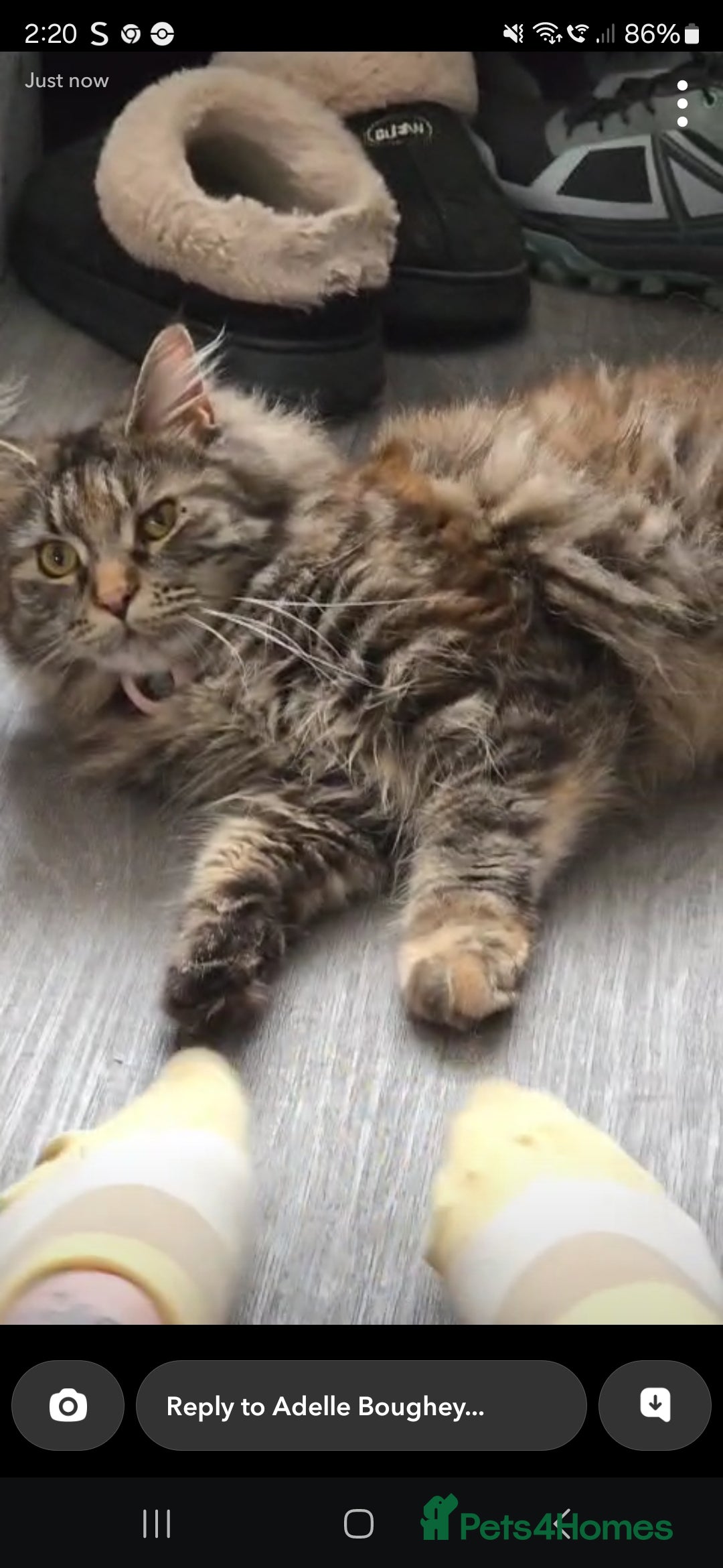 Maine Coon cats for sale: Tabitha the Maine Coon ✨️  - Image 2