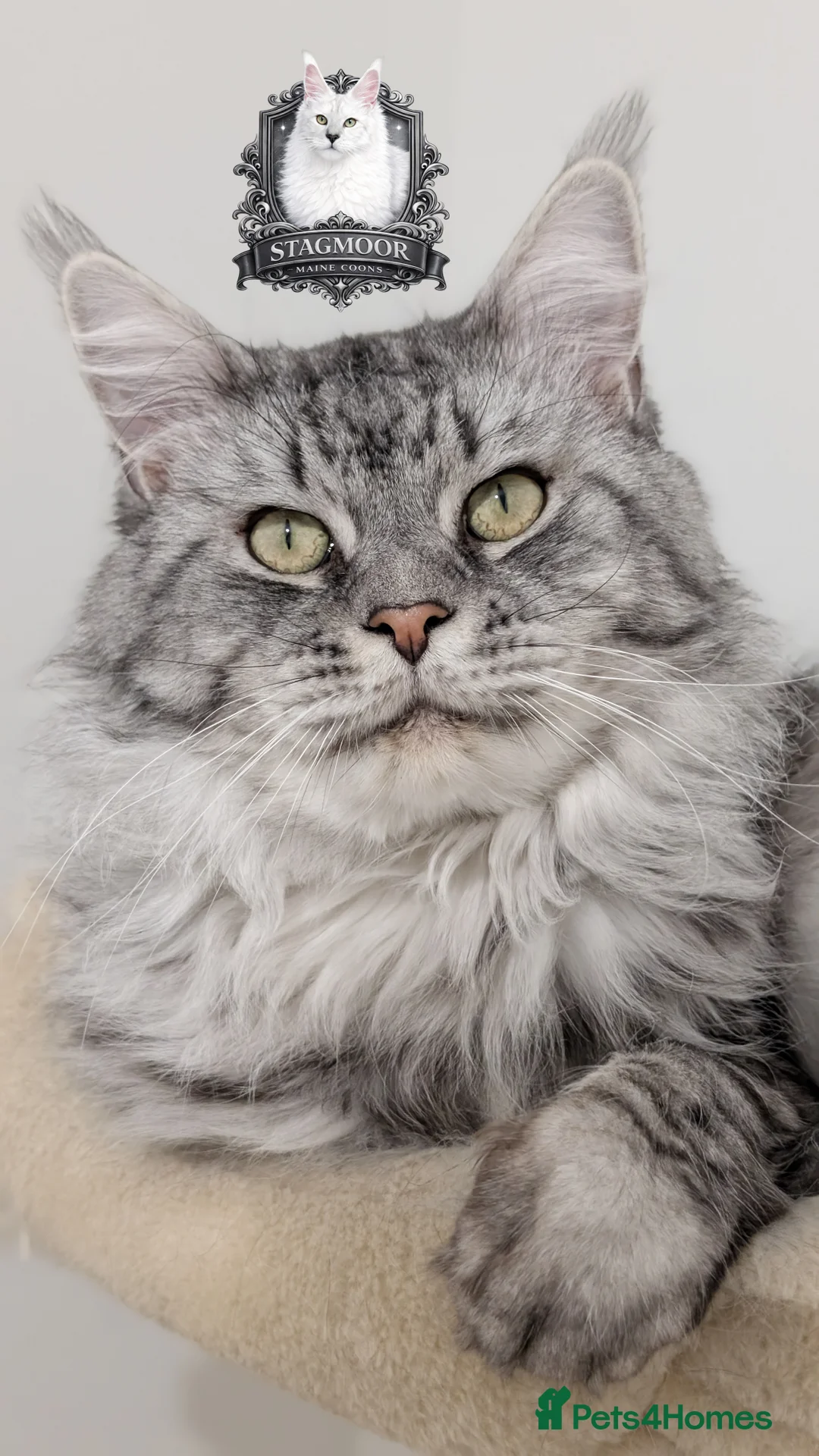 Maine Coon cats for stud: European Championship Carries Shaded GCCF & TICA - Advert 2