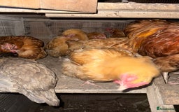 Chickens poultry for sale: Flock of Chickens - Image 18