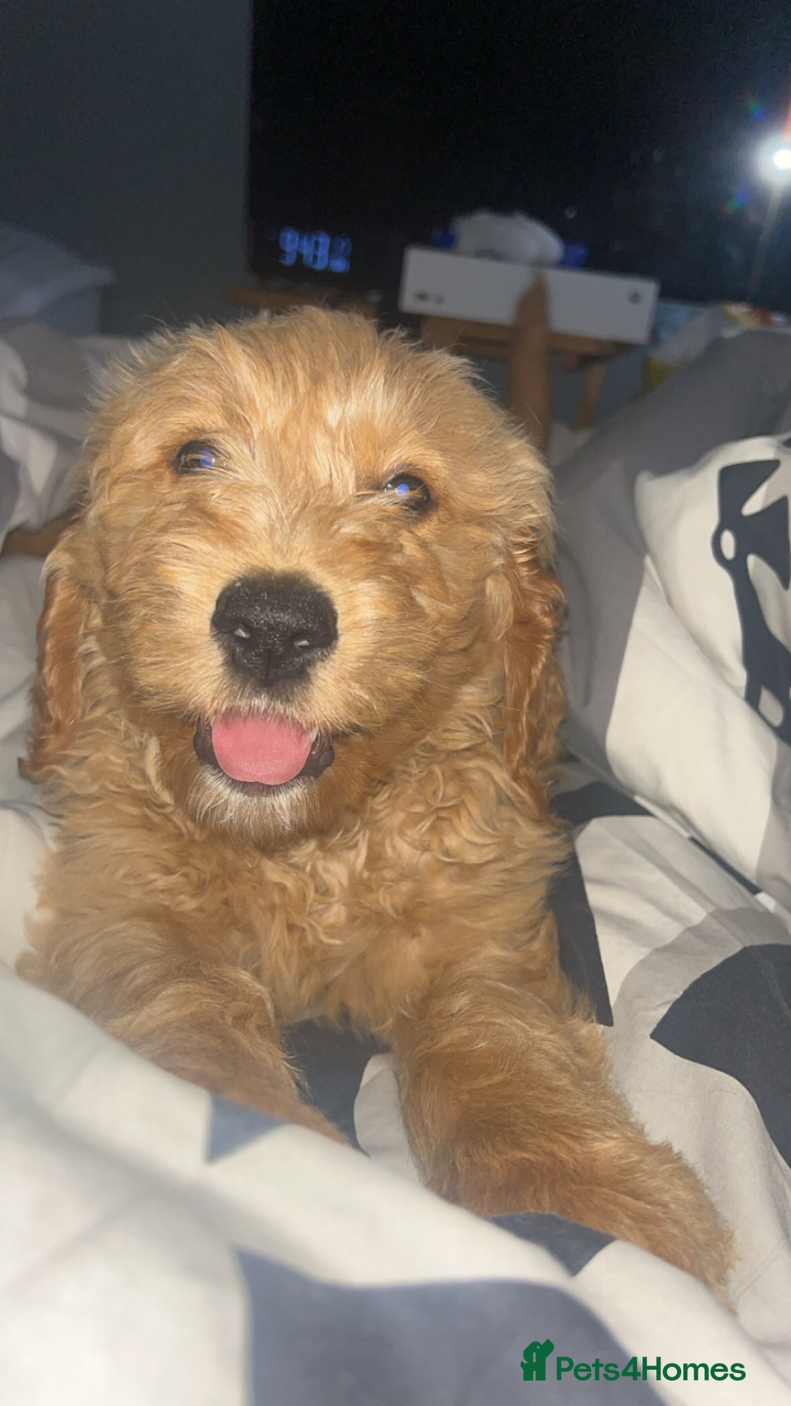 Goldendoodle dogs F1 golden doodle mr black left - Advert 4