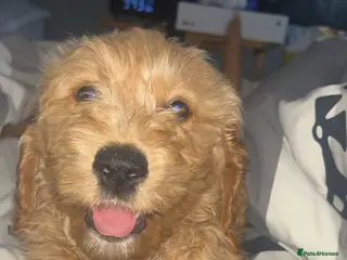 Goldendoodle dogs F1 golden doodle mr black left - Advert 4