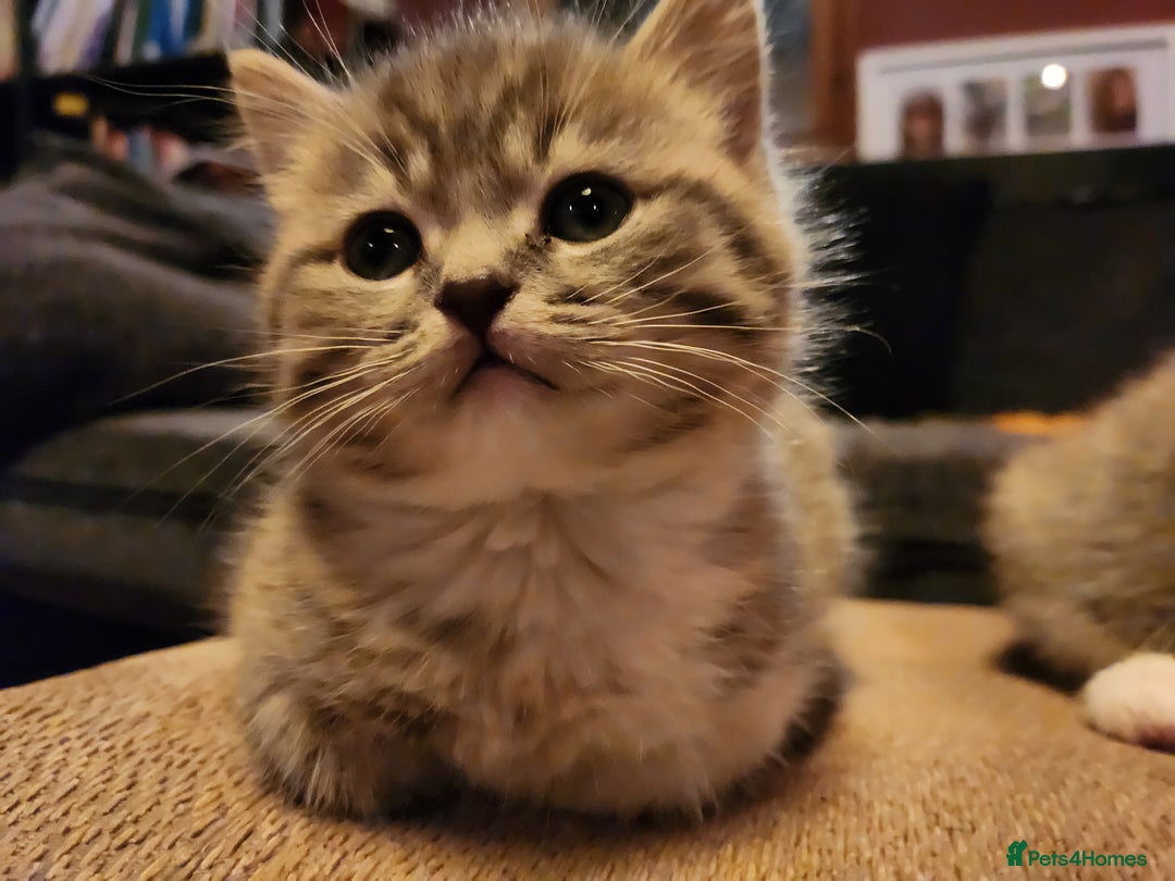 Mixed Breed cats for sale: Two kittens for sell - Advert 6