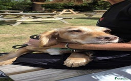 Cocker Spaniel dogs for adoption: Bob needs a loving home  - Advert 6