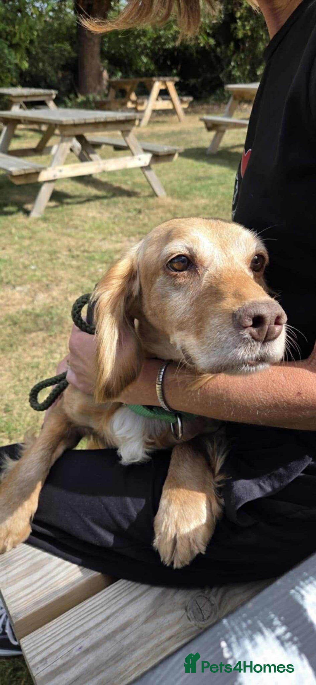 Cocker Spaniel dogs for adoption: Bob needs a loving home  - Advert 6