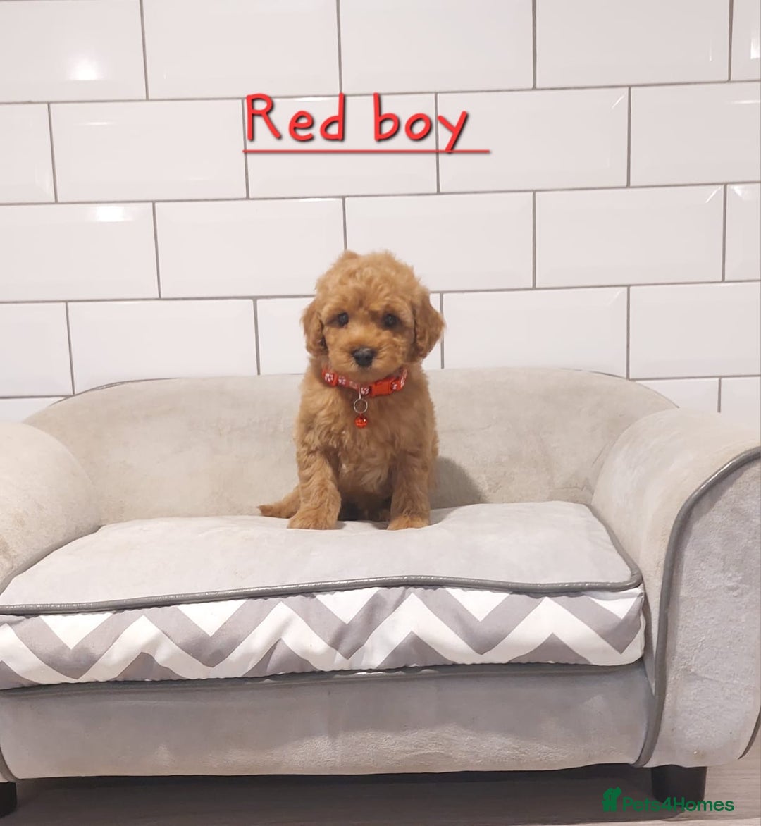 Cavachon dogs for sale: Cavapoochon puppies 🥰 - Advert 2