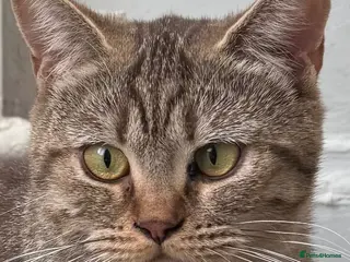 British Shorthair cats golden british shorthair kitten - Advert 18