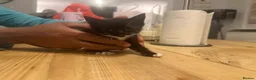 British Shorthair cats for sale: Fluffy black and white kittens  - Advert 7