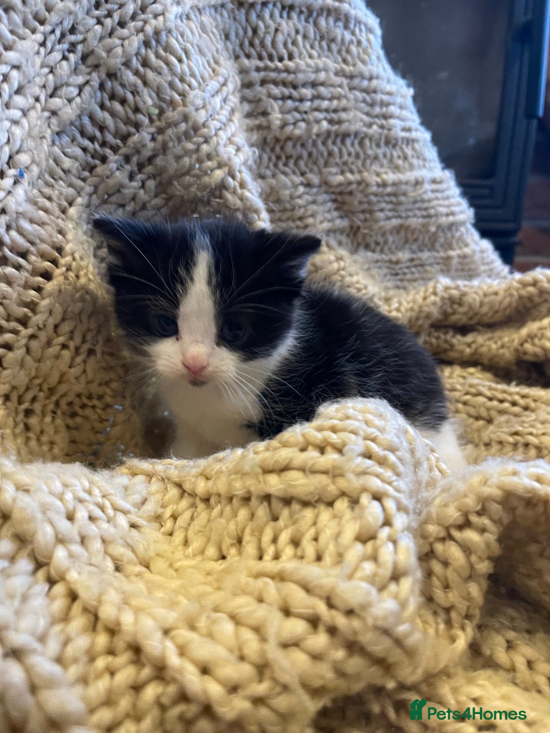 Domestic Shorthair cats for sale: Black & white kittens ready mid jan.  - Advert 9