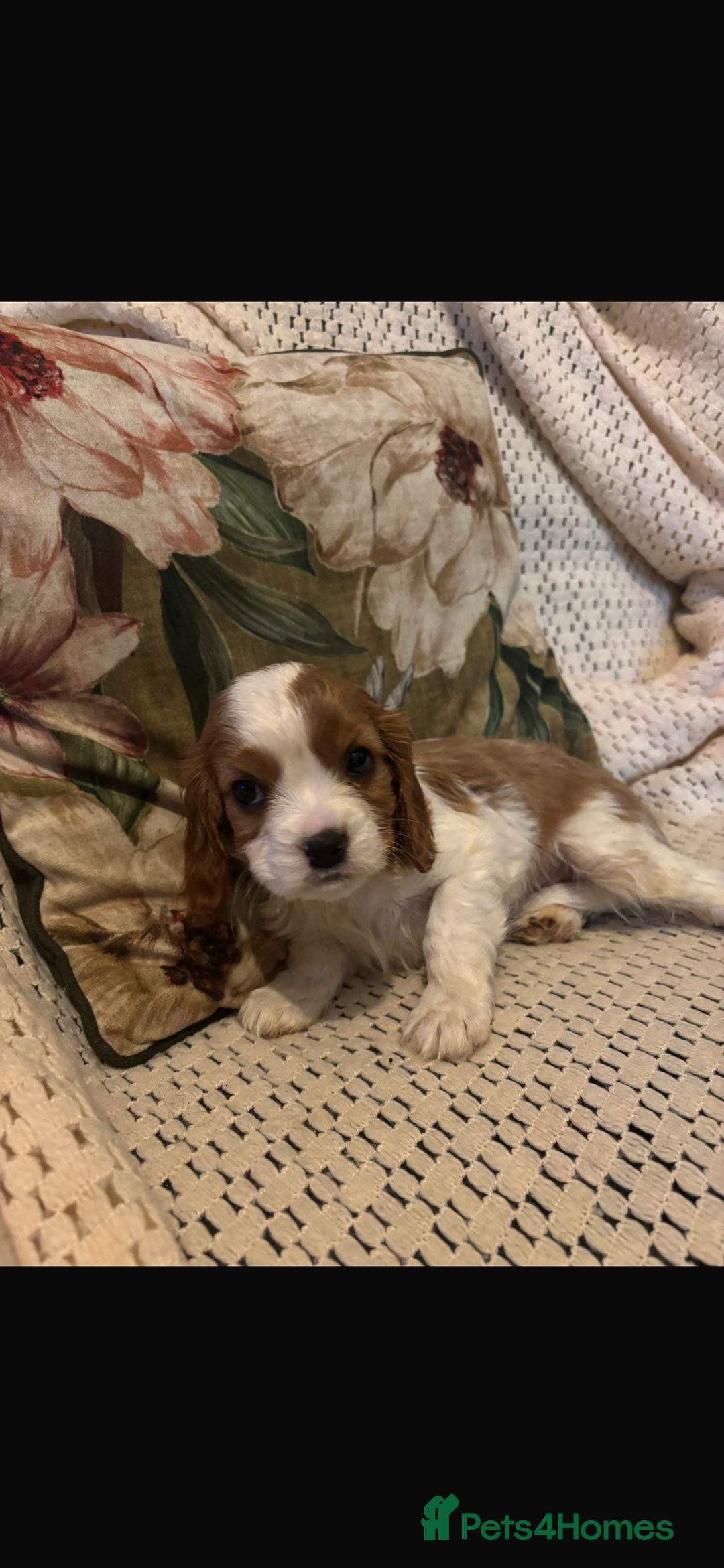 Cavalier King Charles Spaniel dogs for sale: Cavalier King Charles spaniel puppies  - Advert 16