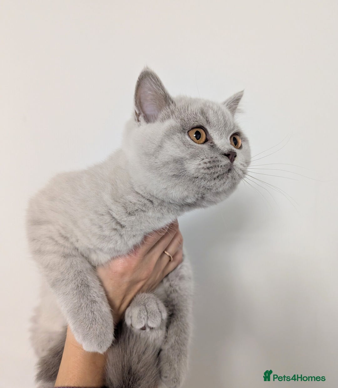 Scottish Fold cats for sale: Kitten is looking for new home 🏡 - Advert 4