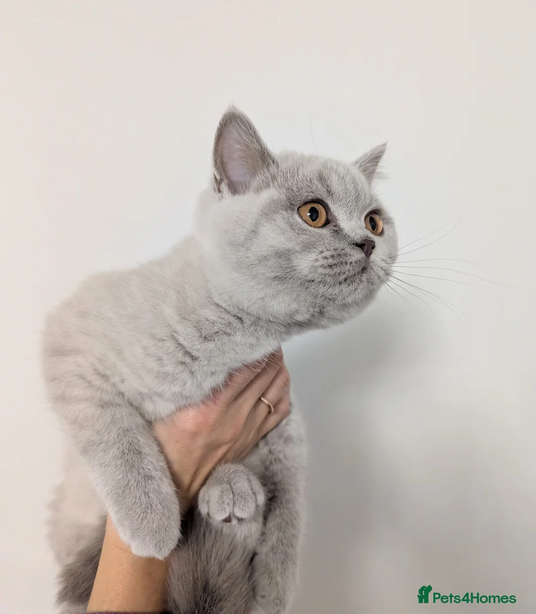 Scottish Fold cats for sale: Kitten is looking for new home 🏡 - Advert 4