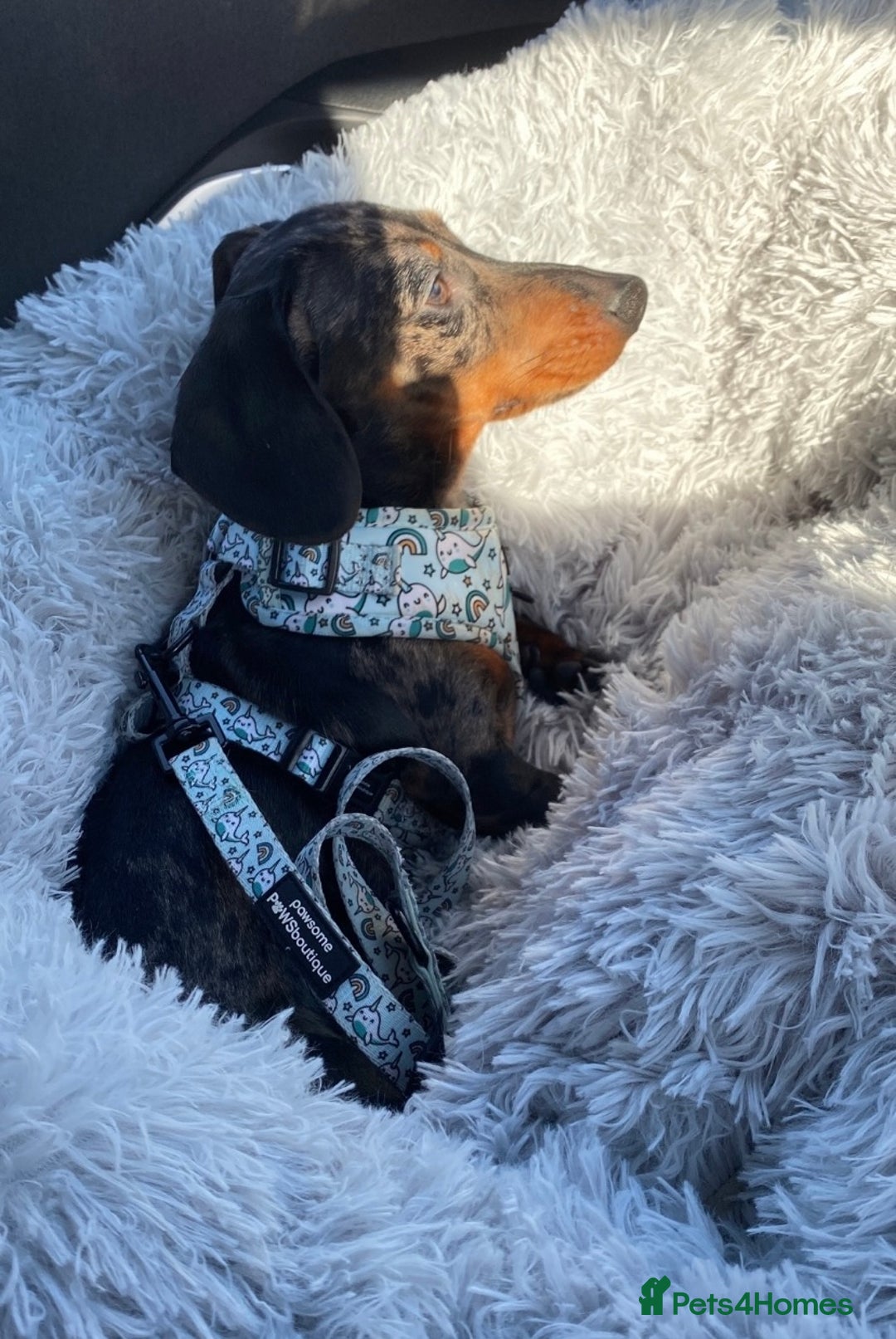 Miniature Dachshund dogs for stud: FOR STUD STUNNING SILVER DAPPLE in Benfleet - Advert 6