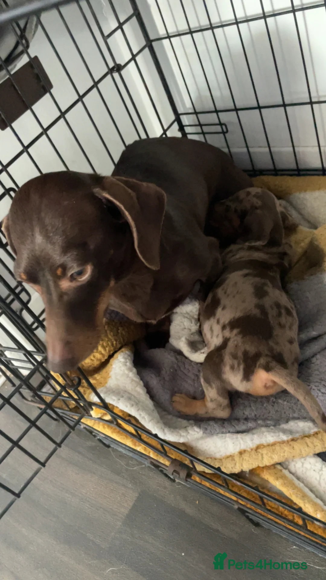 Dachshund dogs for sale: 1 chunky dapple male  - Advert 2