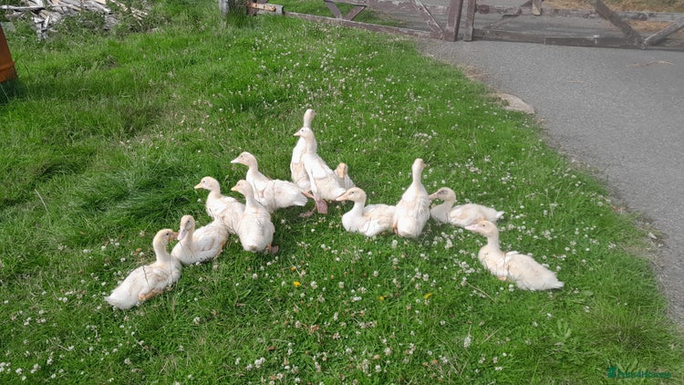 Ducks poultry - Advert 16