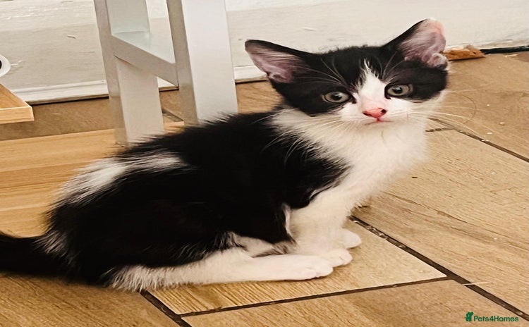 Mixed Breed cats - Advert 4