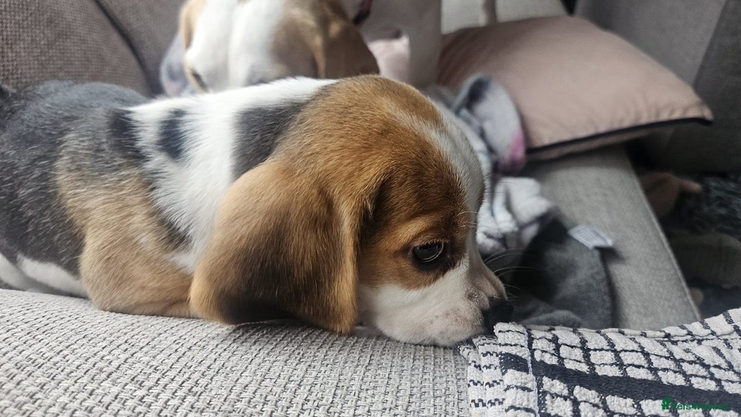 Beagle dogs for sale: KC Registered Pedigree Male Beagle Pup - Image 8
