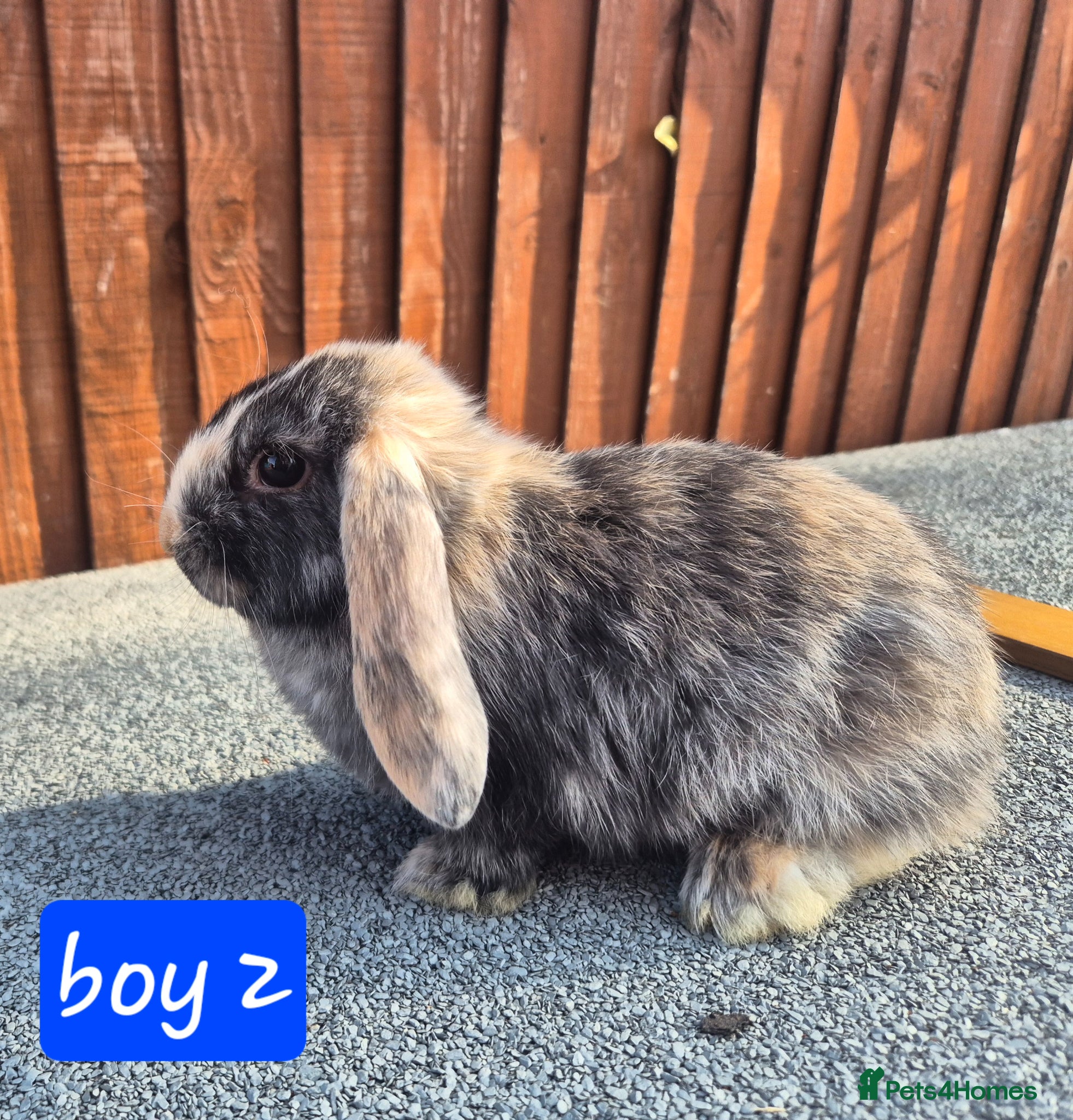 Mini Lop rabbits 💙 ready NOW ❤️  - Advert 1