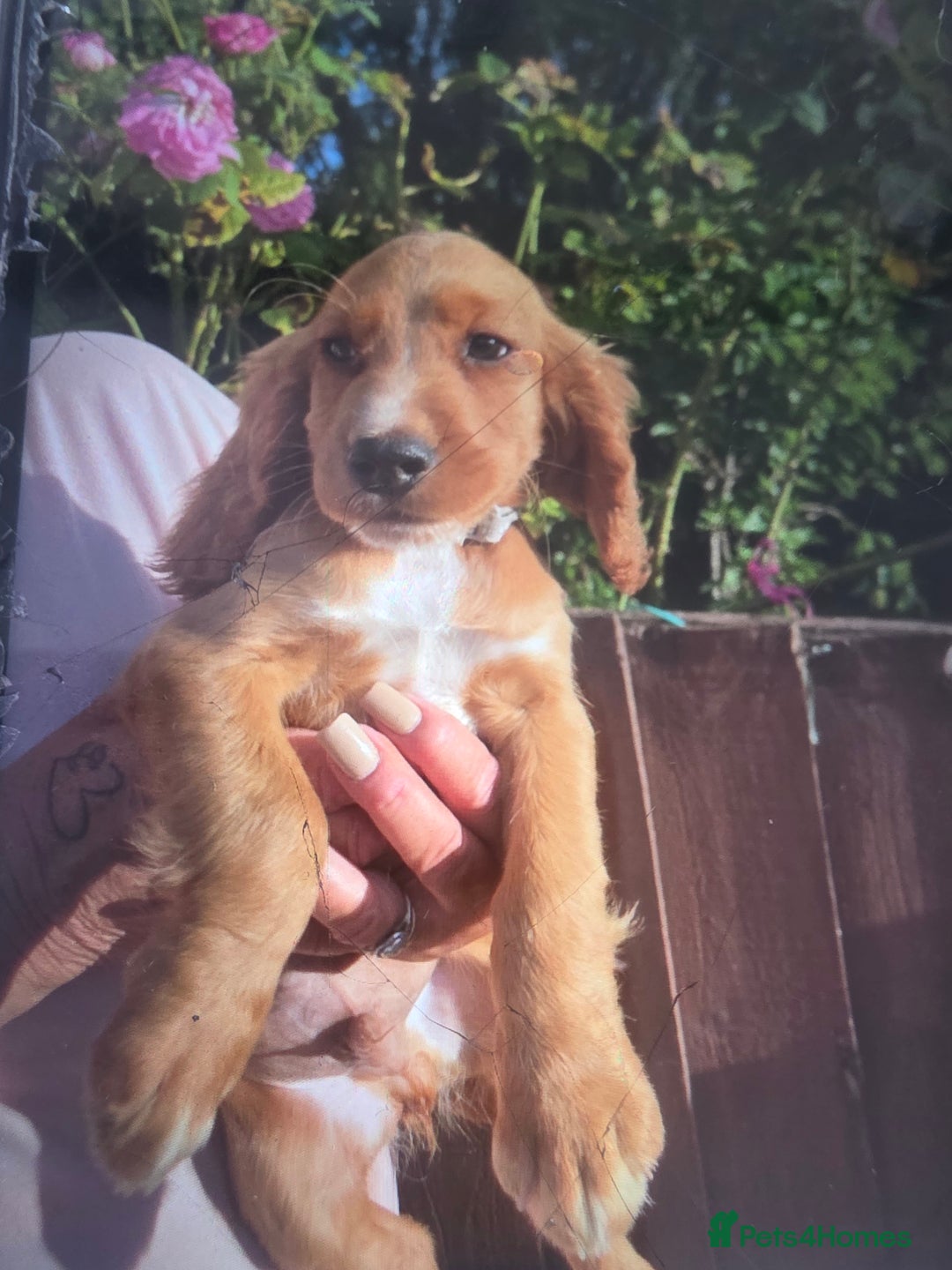 Cocker Spaniel dogs for sale: Cocker spaniel puppy's for sale  - Image 12