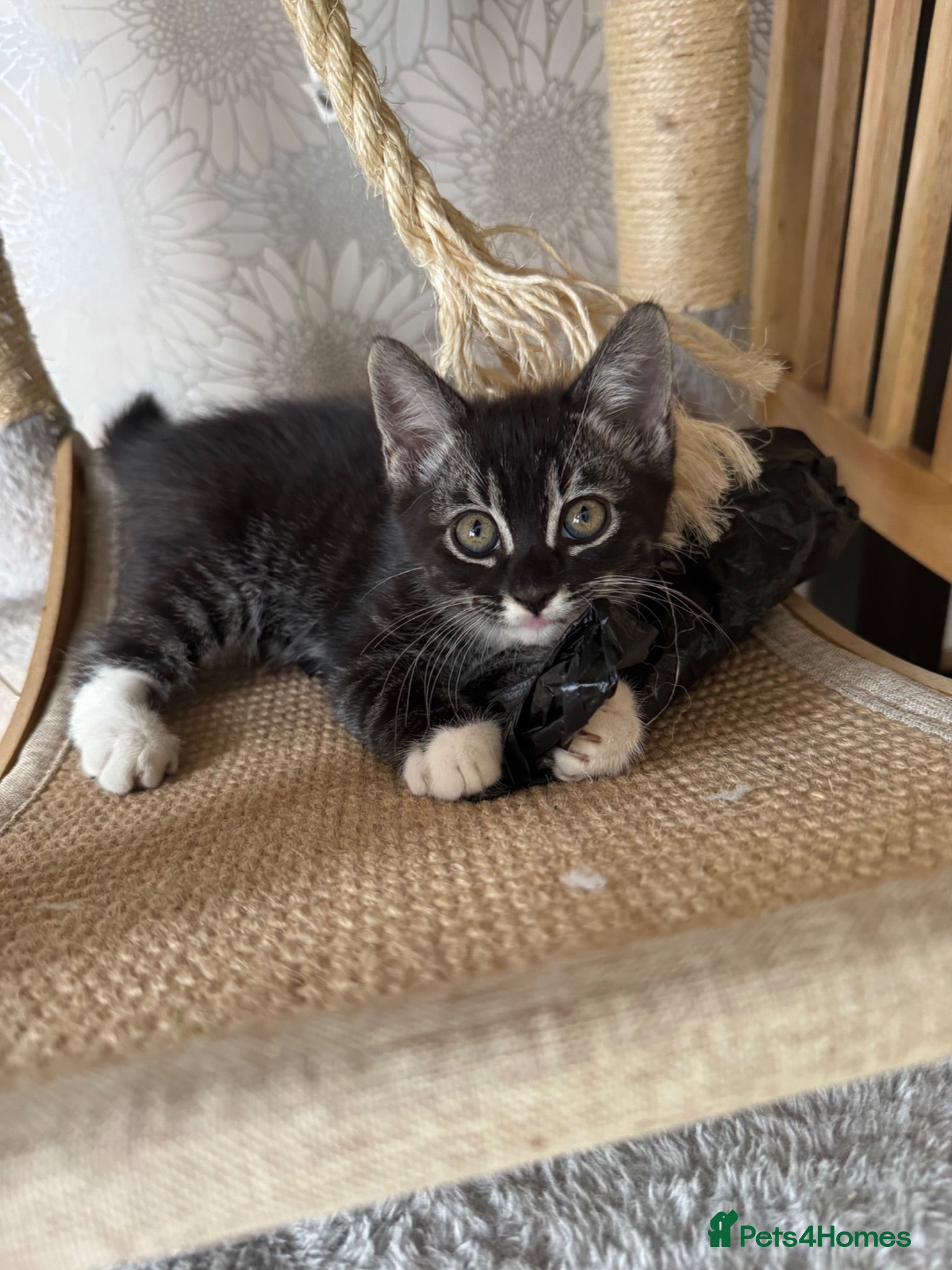 Mixed Breed cats Half Bengal - Half Mixed breed, litter trained,  - Advert 2
