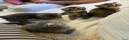 Scottish Fold cats for sale: Scottish fold / Straight kittens  in Nottingham - Advert 9