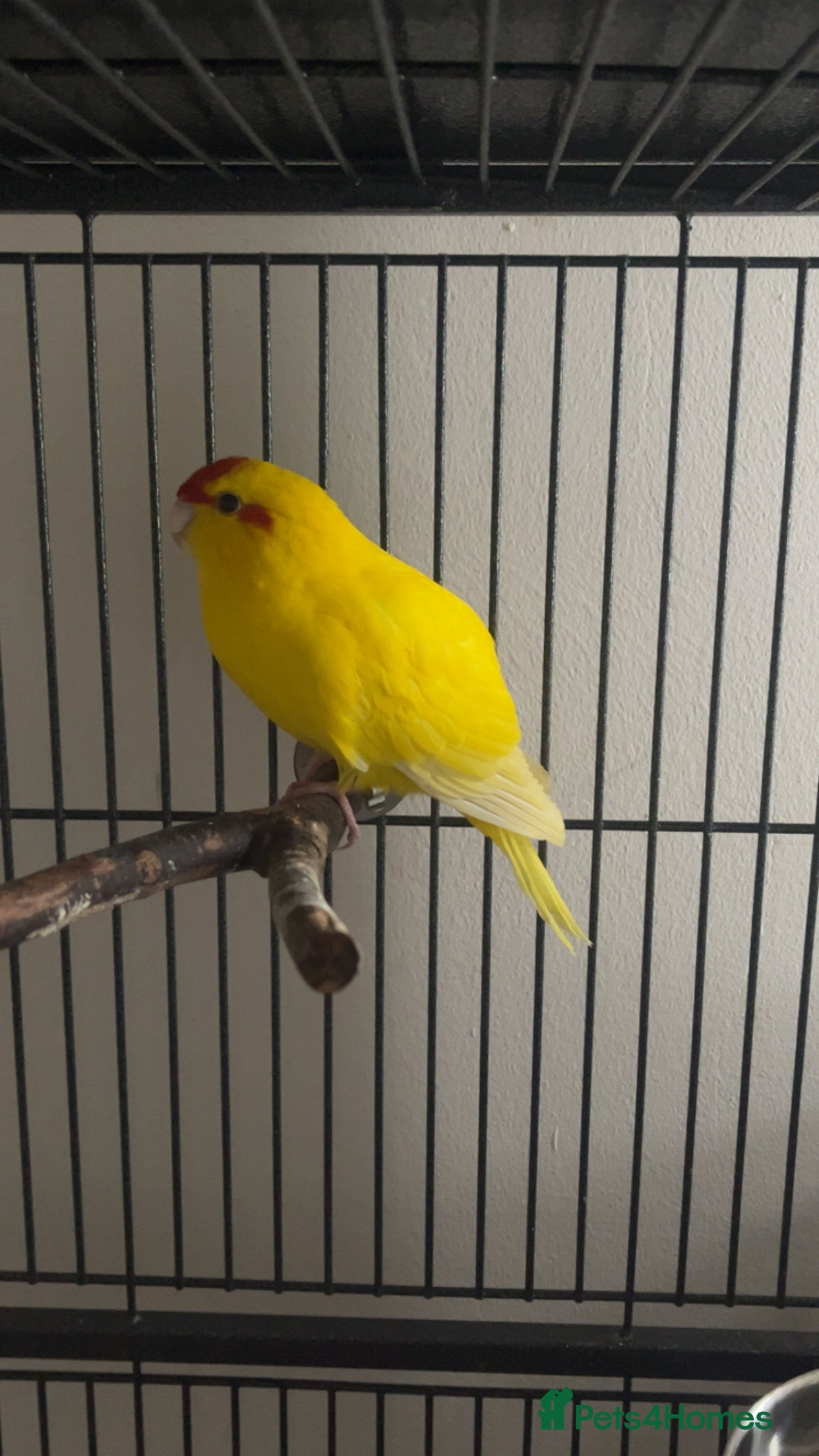 Mixed Breed birds Kakariki pet bird  - Advert 1